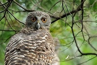 powerful owl 1841