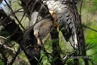 powerful owl 1867 crop