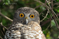 powerful owl 1871