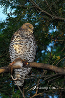 powerful owl 1887