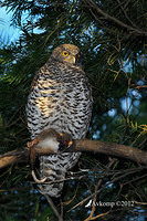 powerful owl 1888