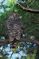 powerful owl 1900