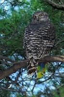 powerful owl 1905