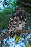 powerful owl 1909