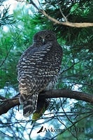 powerful owl 1916