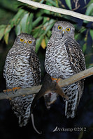 powerful owl 1919