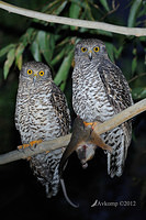 powerful owl 1921