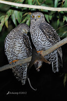 powerful owl 1926