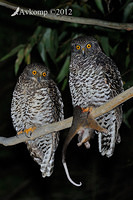 powerful owl 1930