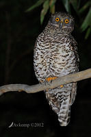 powerful owl 1932