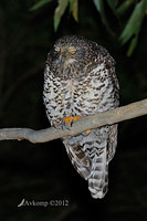 powerful owl 1933