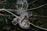 powerful owl 1934