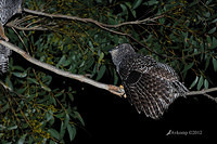 powerful owl 1936