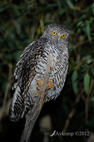 powerful owl 1945