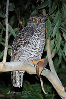 powerful owl 1956