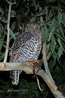 powerful owl 1967