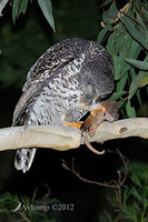 powerful owl 1986