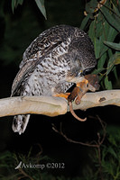 powerful owl 1987