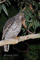 powerful owl 1990