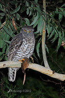 powerful owl 1993