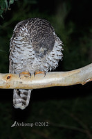 powerful owl 1994