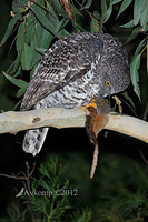 powerful owl 1999