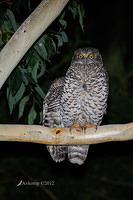 powerful owl 2003