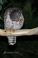 powerful owl 2006