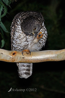 powerful owl 2007