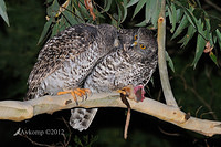 powerful owl 2041