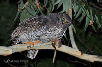 powerful owl 2043