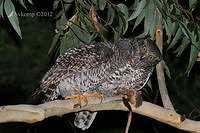 powerful owl 2044