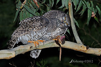 powerful owl 2046