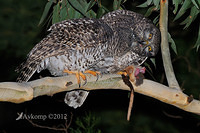 powerful owl 2048