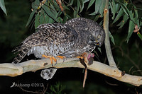 powerful owl 2049