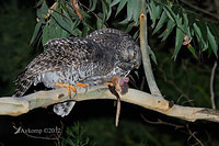 powerful owl 2050