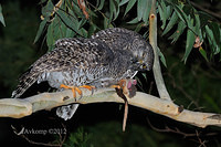 powerful owl 2051