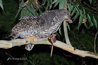 powerful owl 2052