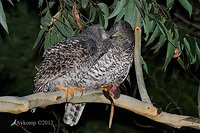 powerful owl 2056