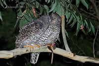 powerful owl 2060