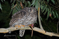 powerful owl 2061