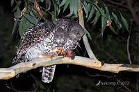 powerful owl 2068