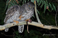 powerful owl 2069