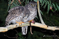 powerful owl 2070