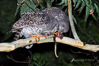 powerful owl 2071