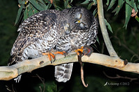 powerful owl 2073