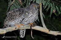 powerful owl 2075