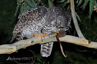 powerful owl 2077