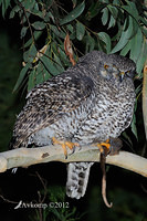 powerful owl 2080