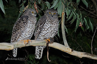 powerful owl 2083